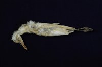 藏品(黃頭鷺)的圖片